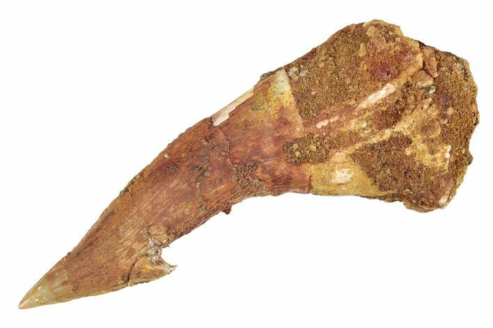 Fossil Sawfish (Onchopristis) Rostral Barb - Morocco #285533